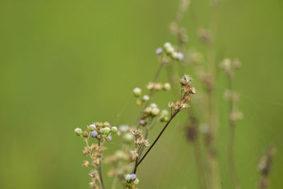 Close-up of insect on flower