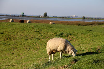 Sheep grazing on field against sky