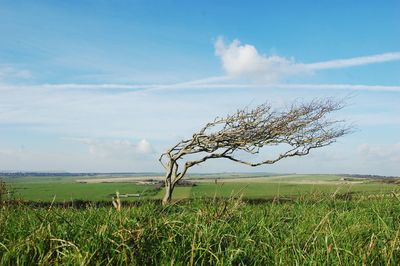 Trees on field against cloudy sky