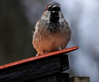 Close-up of bird perching