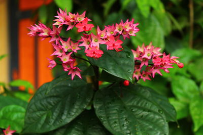 Close-up of red flowering plant
