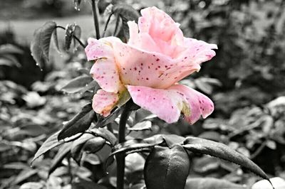 Close-up of pink flower