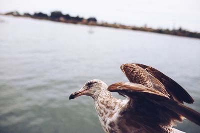 Close-up of bird against sky