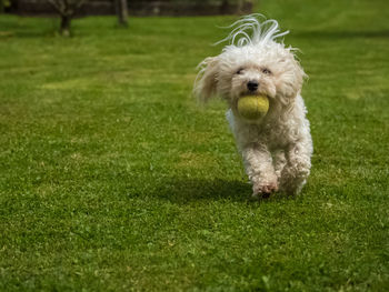 Portrait of dog with ball