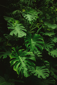 Close-up of leaves
