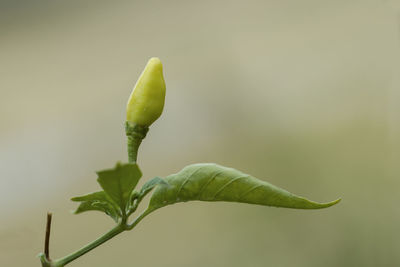 Chili plant close-up