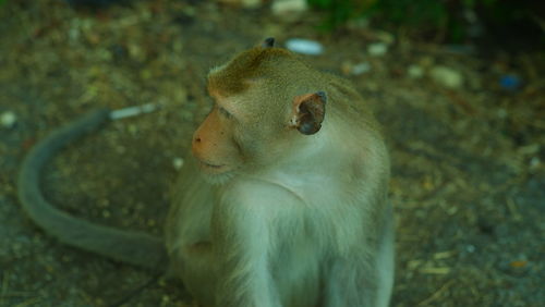 High angle view of monkey sitting on field