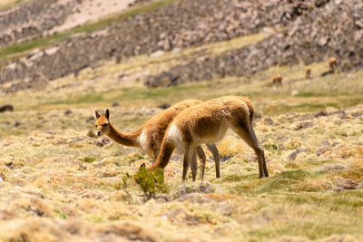 Close-up of deer standing on field