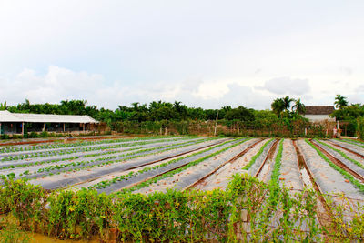 Scenic view of agricultural field against sky