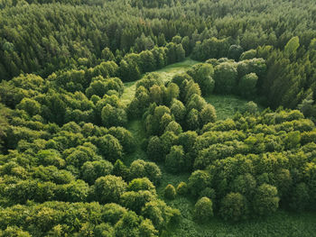 Mystic deep forest in eastern europe. pine trees mixed with deciduous trees grassland. lithuania.