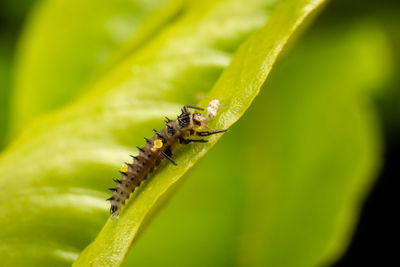 Close-up of insect on leaf