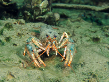 Close-up of crab in sea