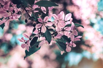 Close-up of pink cherry blossoms in spring