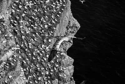 Large white and black gannet sea-bird gliding on thermals and updraft on cliffs with nests below bw