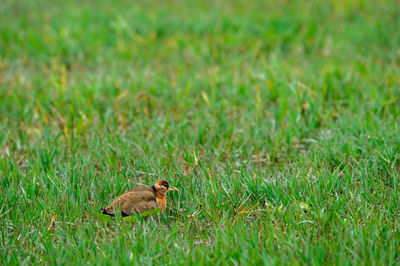 Side view of an animal on land