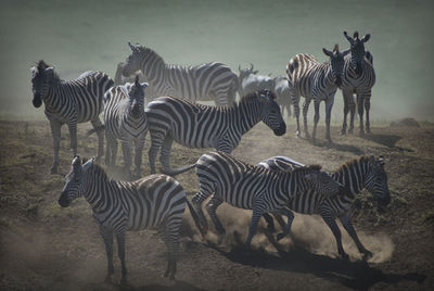 Zebras on a field