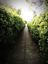 View of footpath along trees