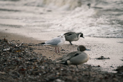 Seagulls on beach