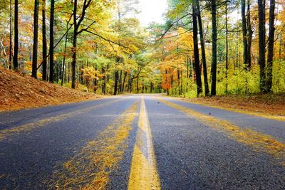 Country road amidst trees in forest during autumn