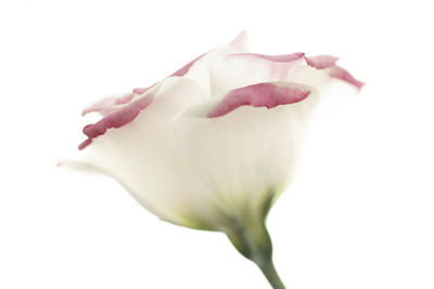 Close-up of rose over white background