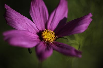 Close-up of pink flower