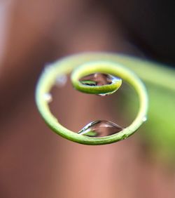 Close-up of green leaf