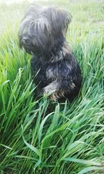 Close-up of dog sitting on field