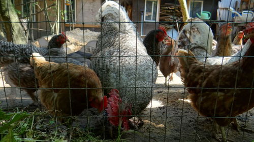 Close-up of rooster in cage