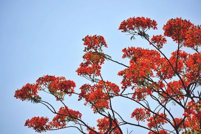 Low angle view of trees against sky during autumn