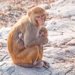 Monkey sitting on rock