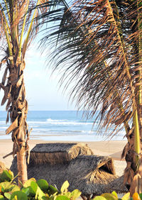 Palm trees on beach against sky