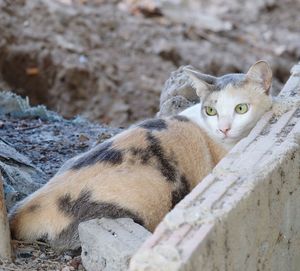 Portrait of cat relaxing outdoors