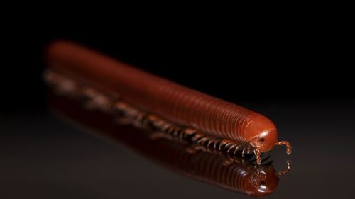 Close-up of common asian millipede against black background