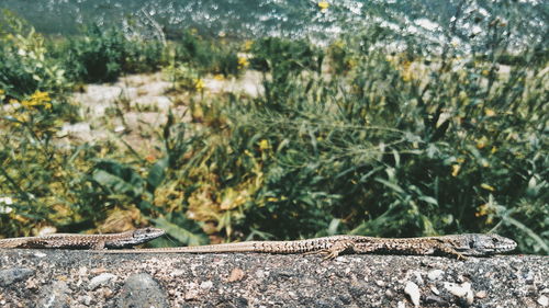 Lizards on wall during sunny day