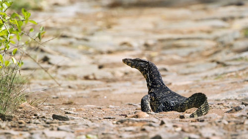 Close-up of lizard on land