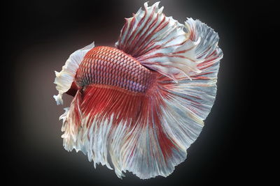 Siamese fighting fish,betta splendens,red fish on a black background, halfmoon betta,