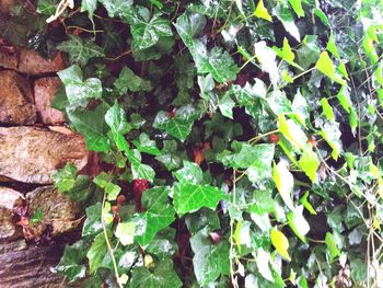 Close-up of ivy growing on plant