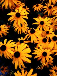 Close-up of yellow daisy flowers