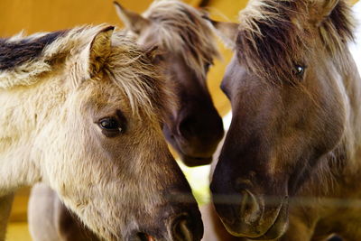 Close-up of horses