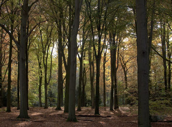 Trees growing in forest