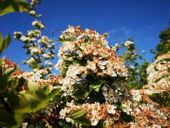 Low angle view of flowering plant against sky