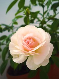 Close-up of pink rose blooming outdoors