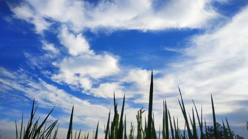 Low angle view of plants against blue sky