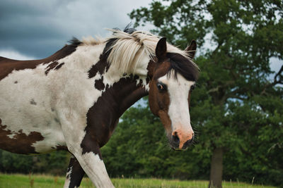 Horse standing in ranch