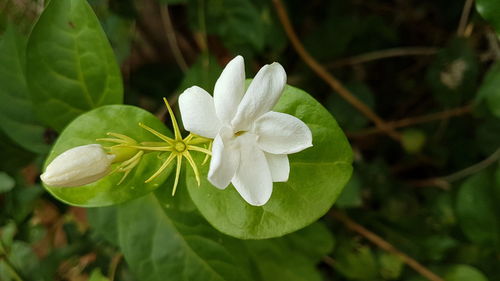 Close-up of white frangipani blooming outdoors