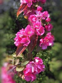 Close-up of pink flowers blooming outdoors