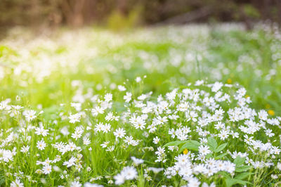 Close-up of white flowering plant in field