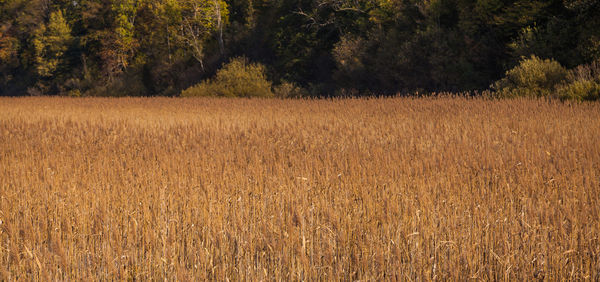 Scenic view of field
