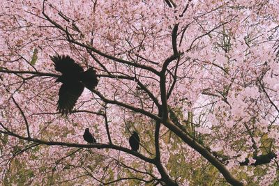 Low angle view of ravens on cherry tree