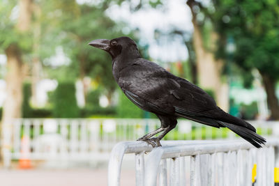 Close-up of bird perching on railing